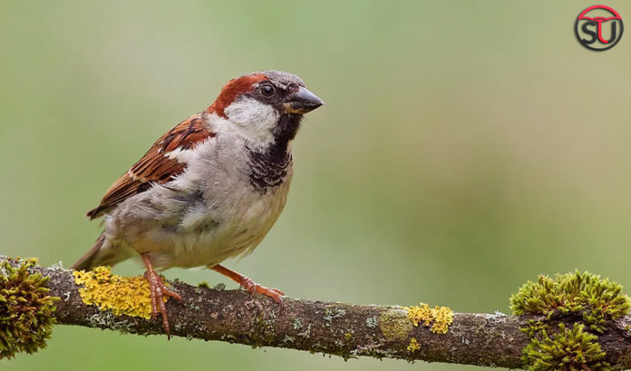 Explore The 7 Unheard Facts About Sparrows On “World Sparrow Day”