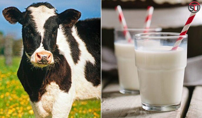 Myths about milk