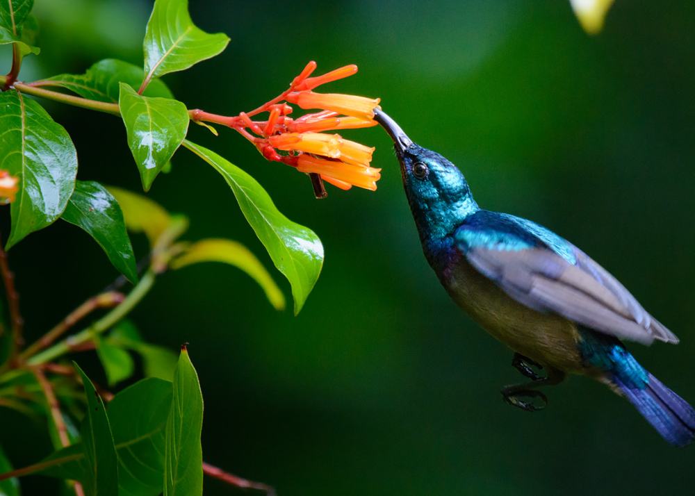 10 Wildlife Sanctuaries And National Parks In Kerala